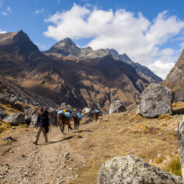 "Cusco Region, Peru - August 26, 2009: Man drives a group of Pack Horses through a mountain pass on the Salcantay Trail, Peru. This trail is a popular trekking route for travelers towards the machu Picchu Ruins."