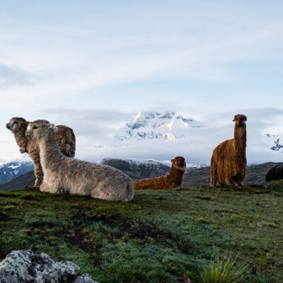 Alpacas in the Peruvian Andes near the town Ocongate