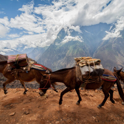 Mules on the Choquequirao trek, Cusco, Peru