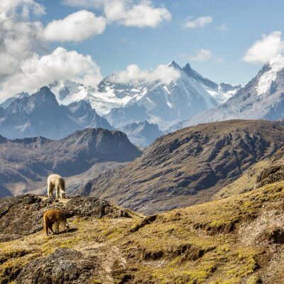 A view of the Andes and alpaca gazing in Lares region