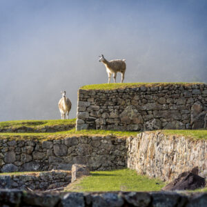 Llamas on Machu Picchu Terraces - Peru
