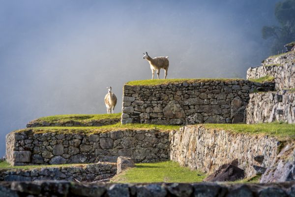 Llamas on Machu Picchu Terraces - Peru