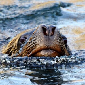 seal-3096163_1920