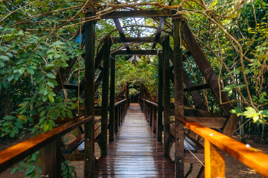 Raised walkway through the Peruvian Amazon rainforest near Puerto Maldonado