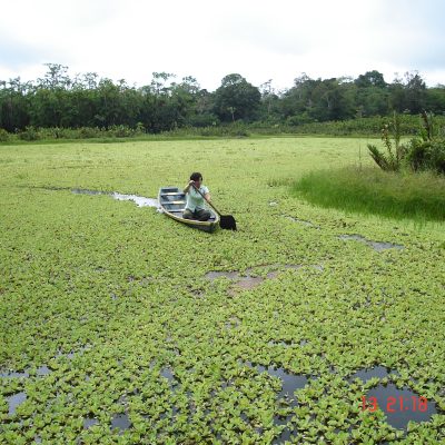 Copia de Hondo Cocha, paseo en Bote , Heliconia